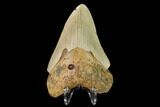 Fossil Megalodon Tooth - North Carolina #147774-2